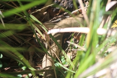Pseudonaja textilis