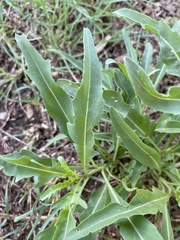 Diplotaxis tenuifolia
