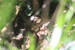 Pseudonaja textilis