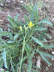 Diplotaxis tenuifolia