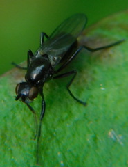 Sepsidae
