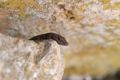 Algyroides nigropunctatus