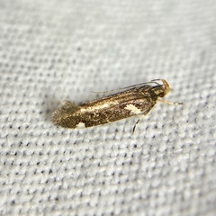 Macrobathra alternatella