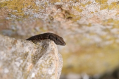 Algyroides nigropunctatus