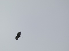 Buteo buteo