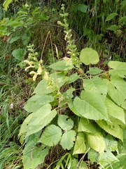 Salvia glutinosa