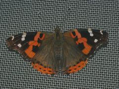 Vanessa indica