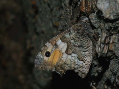 Hipparchia volgensis