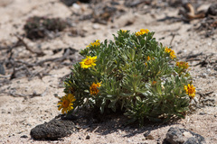 Asteriscus intermedius