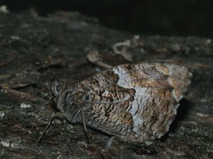 Hipparchia volgensis