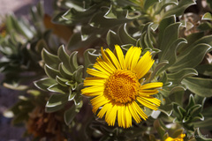 Asteriscus intermedius