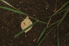Glyceria notata