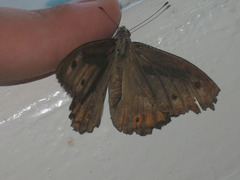 Hipparchia pellucida