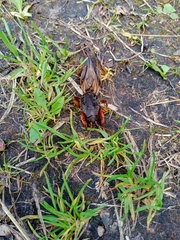 Gryllotalpa gryllotalpa