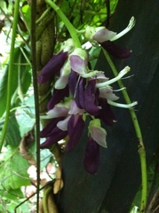 Mucuna