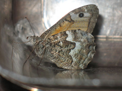 Hipparchia pellucida