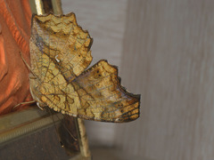 Polygonia c-aureum