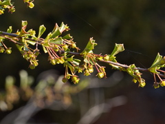Dodonaea triangularis