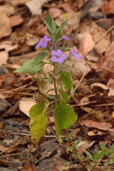 Ruellia paniculata
