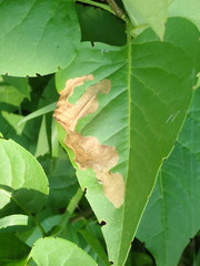 Gracillaria syringella