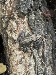 Rana arvalis