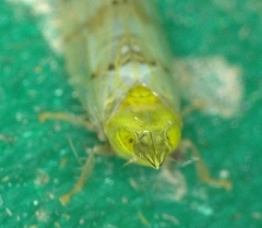 Japananus hyalinus