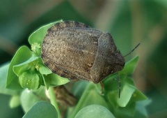 Eurygaster testudinaria
