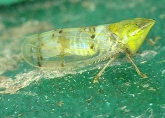 Japananus hyalinus