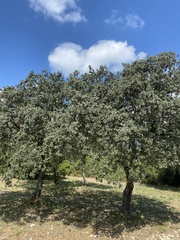 Quercus ilex