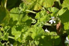 Pelargonium odoratissimum