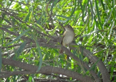 Luscinia megarhynchos