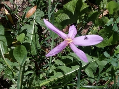 Colchicum autumnale