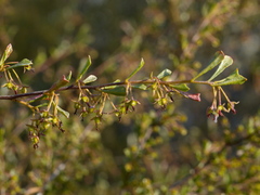 Dodonaea triangularis