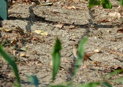 Luscinia megarhynchos