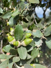 Quercus ilex