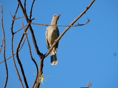 Chlamydera nuchalis