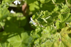 Pelargonium odoratissimum