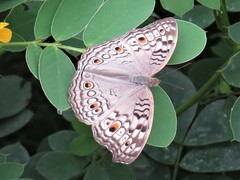 Junonia atlites