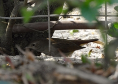 Luscinia megarhynchos