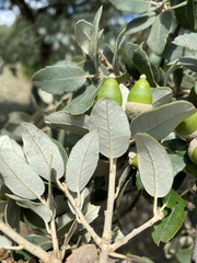 Quercus ilex