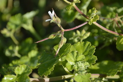 Pelargonium odoratissimum