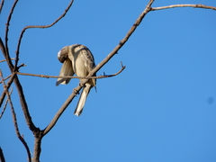 Chlamydera nuchalis