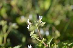 Pelargonium odoratissimum