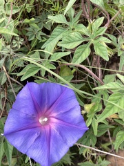 Ipomoea pubescens