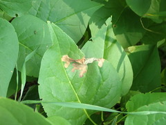 Gracillaria syringella