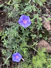 Ipomoea pubescens