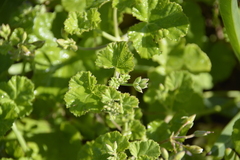 Pelargonium odoratissimum