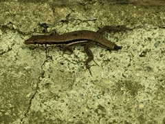 Phoenicolacerta troodica