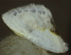 Cilix glaucata