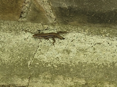 Phoenicolacerta troodica